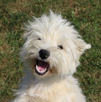 Étalon West Highland White Terrier - Mousse Des coeurs d'alène