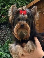 Étalon Yorkshire Terrier - Le petit prince de Lovely Romy