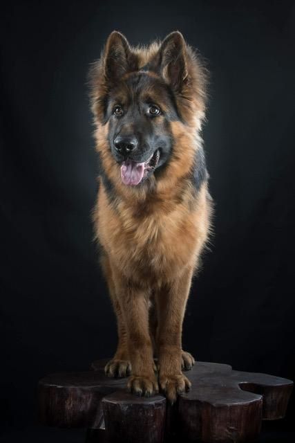 Nelson mandela Du domaine du parc