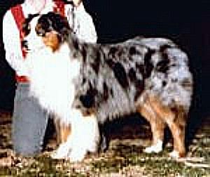 CH. Hot teddy of emerald isle