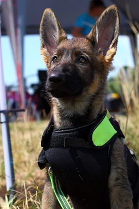 Publication : De L'Empreinte Du Cobra