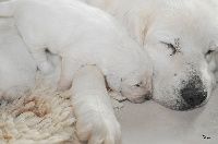 Publication : De kaillhanes 