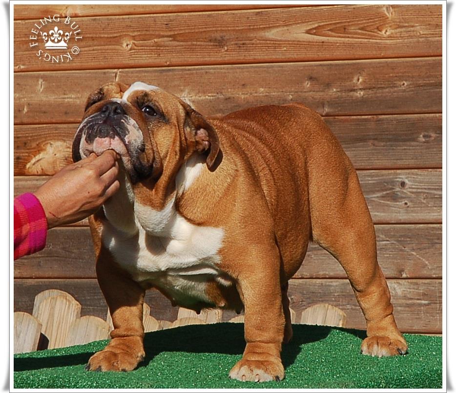 Publication : King´s Feeling 