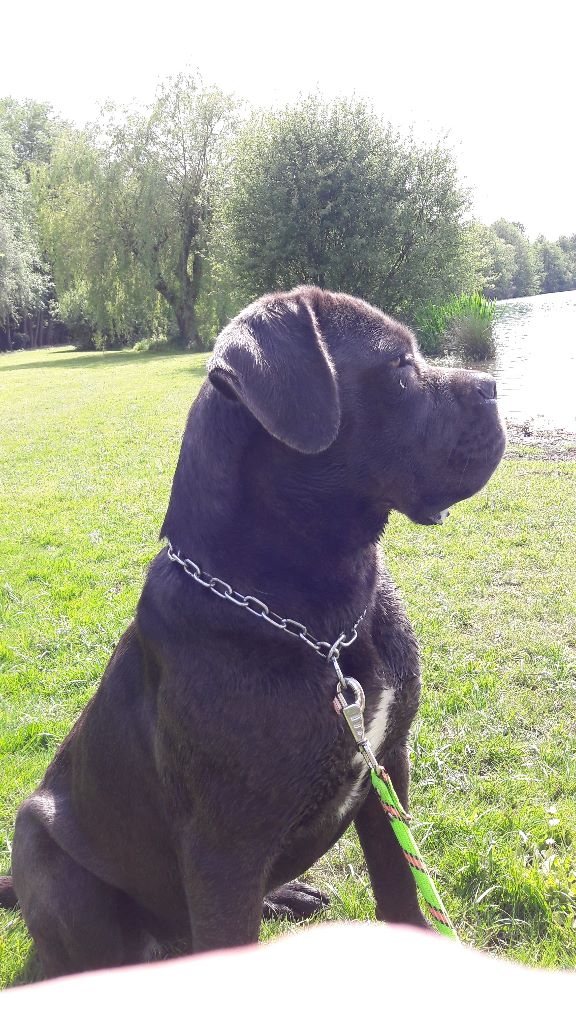 Publication : Des Veilleurs De Saint Michel Auteur : GASTELAIS-MARIE Séverine