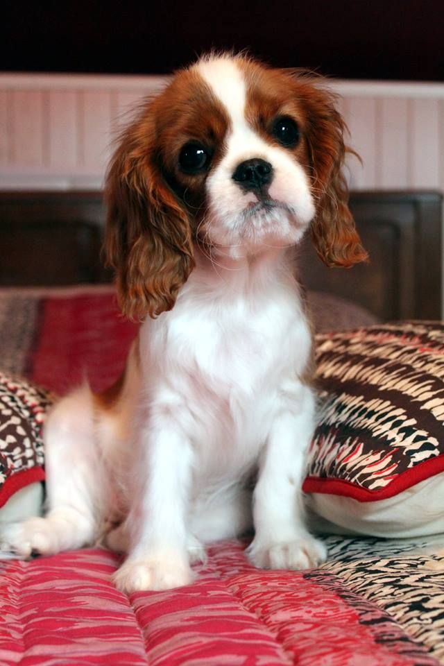 Publication : Du Chemin En Thelle Auteur : Karine Courtin