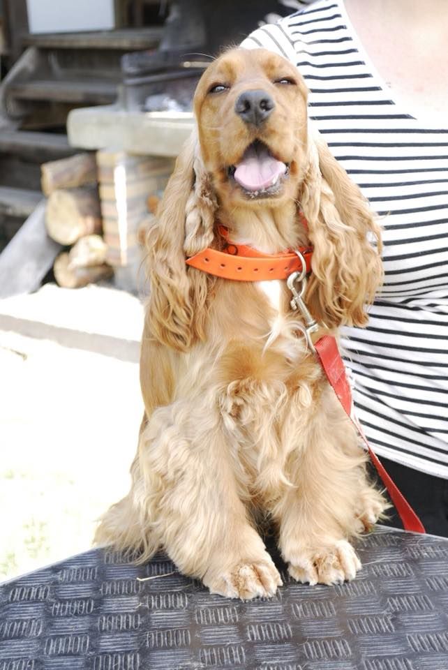 Nala De La Rose Anglaise