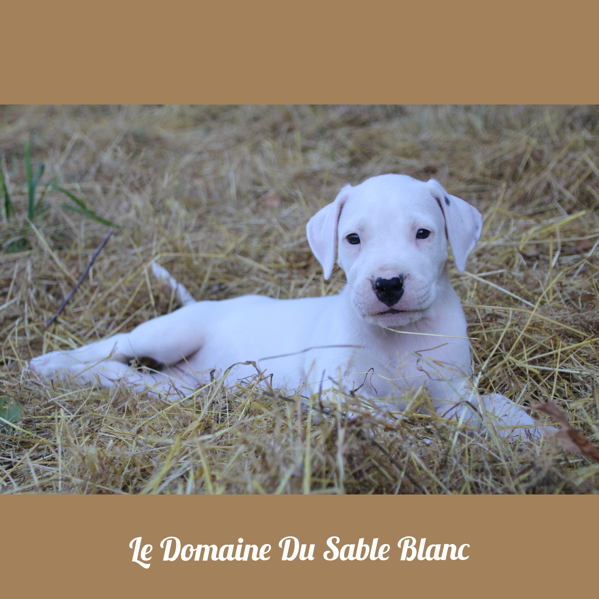 Publication : du Domaine du Sable Blanc Auteur : Le Domaine Du Sable Blanc