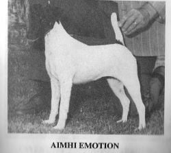 CH. aimhi Emotion