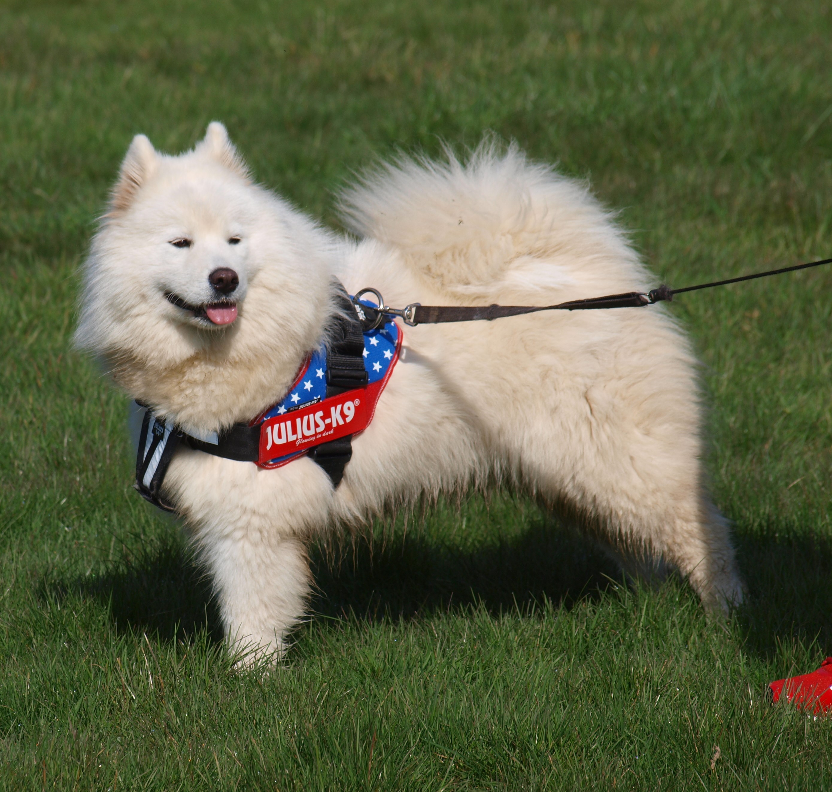 Publication : Ace of Wonderland 