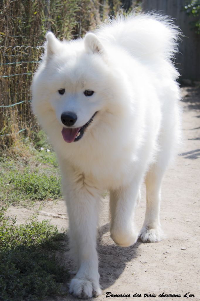 Publication : Des Trois Chevrons D'Or 