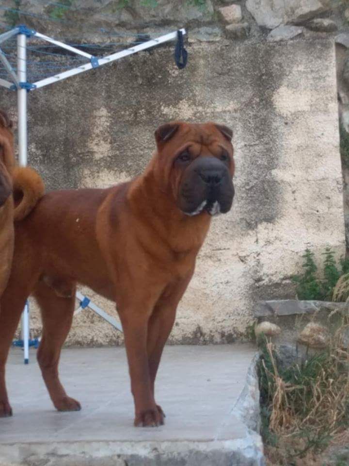 Moo shu long des Jardins du Siam