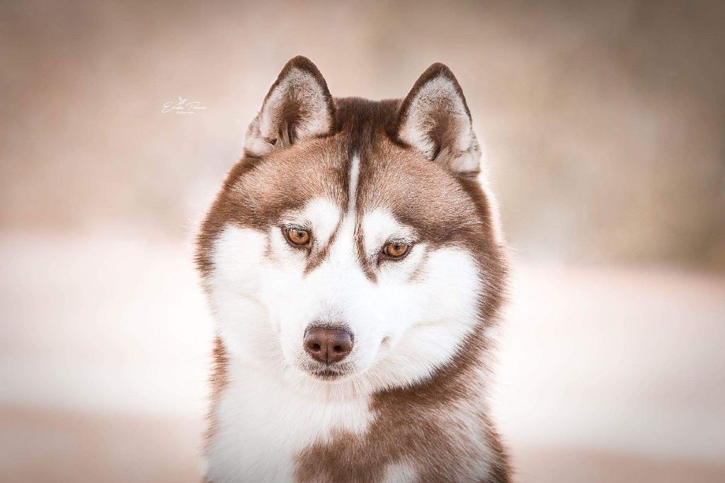 CH. Melody of snow of Nordic Forest