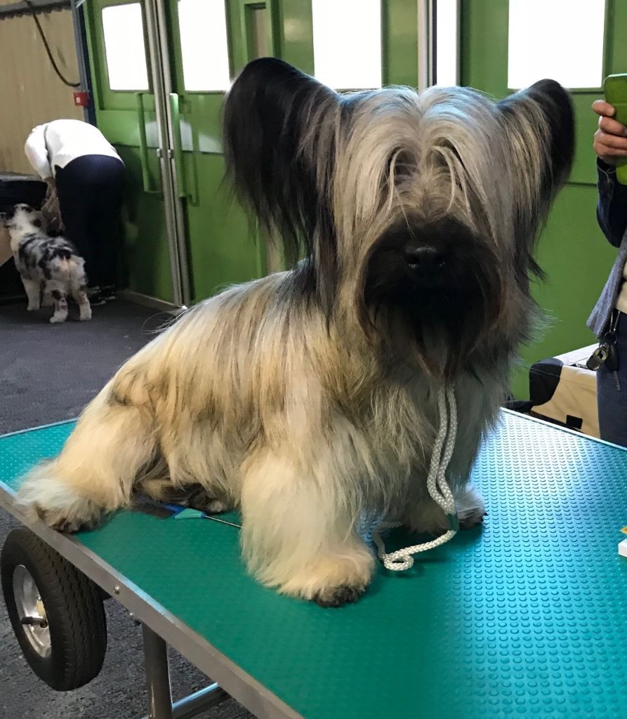 Publication : Les Pat O' Cou Du Diamant Noir Auteur : reine dutrieux