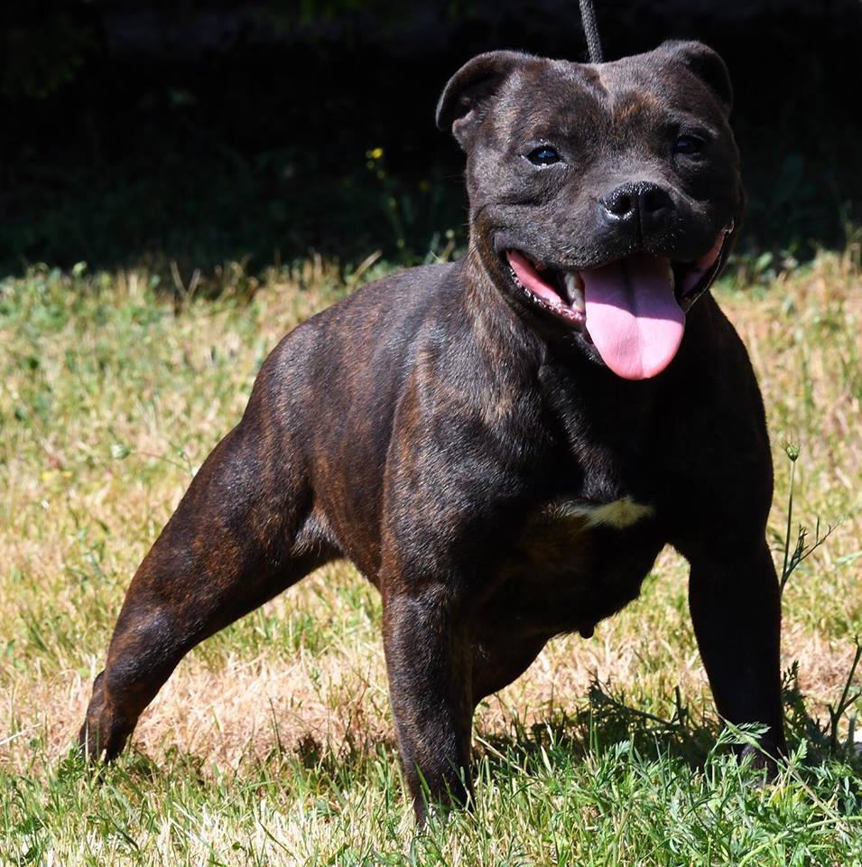 Publication : d'ultime passion Auteur : u.p