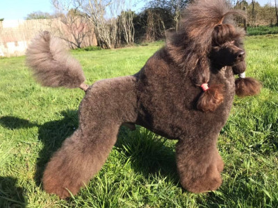 Étalon Caniche - CH. Lover boy dit yakutsk (Sans Affixe)