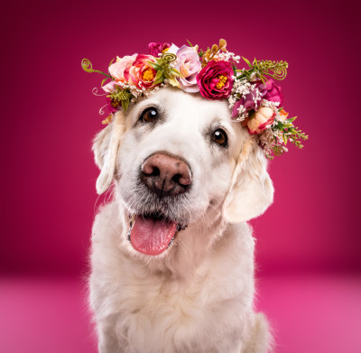 Étalon Golden Retriever - Jewel stars Du Domaine De La Taye