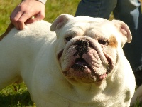 Étalon Bulldog Anglais - Marius des Pitchoucas de Lacapelette