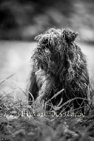 Étalon Affenpinscher - Benny vom sonwendsteinblick