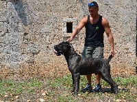 Étalon Cane Corso - Neymar dell'Antiqua Apulia