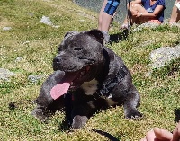 Étalon Staffordshire Bull Terrier - Rocky Blueline Bull's