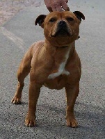 Étalon Staffordshire Bull Terrier - My Lil Bull Junkee