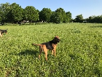 Étalon Chien de Saint-Hubert - Junior Dans La Voix De La Bruyere