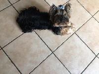 Étalon Yorkshire Terrier - Lokhovsky Du Moulin Des Puys