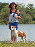 Étalon American Staffordshire Terrier - Nixon Piorkorporation Amstaff