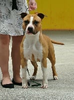 Étalon American Staffordshire Terrier - Nott goddess of the night Blotchy Red Ink To Infinity