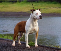 Étalon American Staffordshire Terrier - Jet start (Sans Affixe)