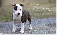 Étalon American Staffordshire Terrier - Nikita De L'empreinte De L'espoir