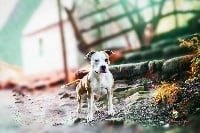 Étalon American Staffordshire Terrier - Novak gentleman jim Blotchy Red Ink To Infinity
