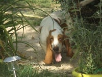 Étalon Basset Hound - Marie berthe des menthes sauvages