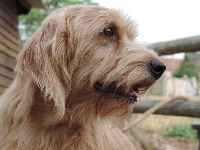 Étalon Basset fauve de Bretagne - Legende du rallye des granges