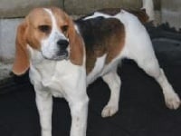 Étalon Beagle - Junon des Terres de la Chapelle