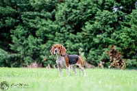 Étalon Beagle - Nikita des Babines de Diamant