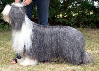 Étalon Bearded Collie - CH. in vogue island I look hopeful