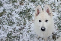 Étalon Berger Blanc Suisse - Nightfall rose De La Vallée Du Lilas Blanc