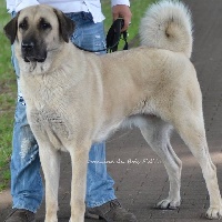 Étalon Berger Kangal - CH. Laïka The Legend Of Kangal