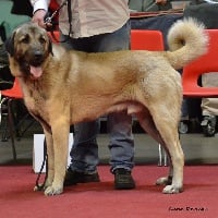 Étalon Berger Kangal - CH. M'safkan The Legend Of Kangal