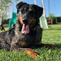 Étalon Berger de Beauce - Miss tyck blue De la Bergerie d'Elan