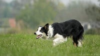 Étalon Border Collie - Mewene De La Belle D'ubaÏ