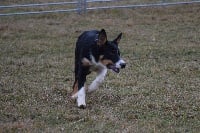 Étalon Border Collie - N'roy Of Pacific Spirit