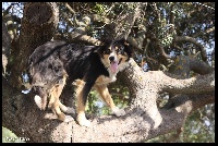 Étalon Border Collie - Moïta Du mont kerchouan