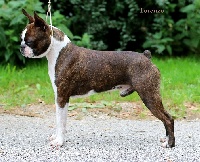 Étalon Boston Terrier - boston style Lorenzo