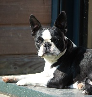 Étalon Boston Terrier - Nessy-bell Du Domaine De Floux