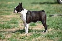 Étalon Boston Terrier - Mary poppins de Crocs Minilus