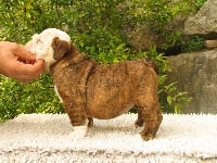 Étalon Bulldog Anglais - So Lovely Bull's Maddy