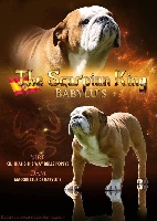 Étalon Bulldog Anglais - The scorpion king de babylu's