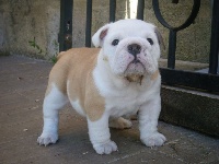 Étalon Bulldog Anglais - Oh big mamma Craberie Passion bull